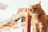 Tierquälerin verurteilt: Frau ließ ihren schwer kranken Kater qualvoll sterben