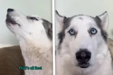 Husky muss scheinbar Qualen durchleiden: Doch der Auslöser ist urkomisch