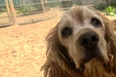 Er hat einen letzten Wunsch: Hunde-Opa Yankee will nicht im Tierheim sterben