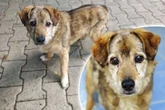 Nach Jahren im Tierheim: Kaziu sehnt sich nach einer eigenen Familie