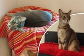 Katze bleibt bei Umzug zurück: Bekommt Bouboude eine zweite Chance?
