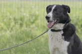 Bert musste fast sein ganzes Leben im Tierheim verbringen und hat die Lust am Leben verloren