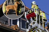 Hund nach Taubenjagd auf Hausdach gefangen - Feuerwehreinsatz!