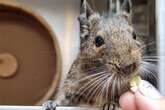 Sie ist immer für eine Nascherei zu haben: Degu Saskia sucht ein neues Zuhause