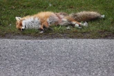 Toter Fuchs mit Pfeilen in Augen und Bauch: Polizei sucht Zeugen
