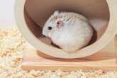 Hamster beschäftigen: So bringt man Abwechslung ins Gehege