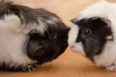 Für Harmonie im Gehege: Kann man Meerschweinchen vergesellschaften?