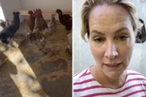 Judith Rakers ist "fix und fertig": So lief der Umzug mit den Hühnern in neues Insel-Zuhause