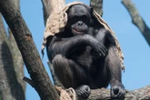 Zoo Magdeburg bekommt neue Anlage: Besucher dürfen zuschauen