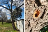 Gestandener Kirschbaum wird Opfer von Anschlägen: Bezirksamt sucht Zeugen