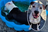 Junger Staffie-Mix vermisst sein Zuhause, findet er jetzt neue Menschen?