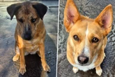 Luna und Lucy sind nicht zu trennen, dürfen sie weiter zusammenbleiben?