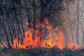 Mitten im Königsforst bei Köln: Riesige Waldfläche steht in Flammen