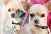 Klein, aber oho: Chihuahua pöbelt gern - ob Heidi so ihr Happy End bekommt?