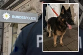 S-Bahn-Fahrer traut seinen Augen kaum: Hund läuft im Stammstreckentunnel