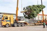 Es wird schon wieder nach Weihnachtsbäumen gesucht