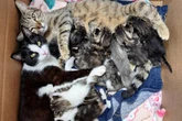 Katzen-Mamas mit Babys gerettet: Was Pfleger dann sehen, werden sie so schnell nicht vergessen