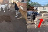 Rudel gerät in bissigen Streit: Als weißer Hund auftaucht, nimmt alles eine überraschende Wendung