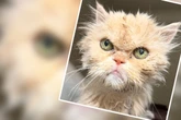 Kater von Menschen im Stich gelassen, doch sein Verhalten überrascht alle