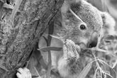 Kleiner Koala plötzlich verstorben: Stuttgarter Wilhelma trauert um "Jimbelung"