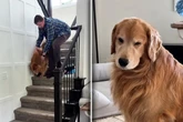 Golden Retriever verhält sich seltsam, Tierarzt ist ratlos: Doch Frauchen löst das Rätsel