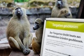 Affen-Tötung durchgeführt? Tiergarten schließt unter dubiosen Angaben