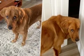 Golden Retriever sieht Besitzer regelmäßig vorwurfsvoll an: Grund geht so vielen ans Herz
