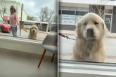 Hund bleibt täglich am selben Fenster stehen: Sein Grund geht so vielen ans Herz