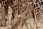 Leipziger Giraffen-Baby lernt Familie kennen - und kassiert Tritte von allen Seiten!