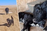Ungleiches Paar entzückt: Wie sich Hund und Kuh Liebe schenken, lässt das Netz schmelzen