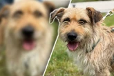 Kleiner Hund mit Seil um den Hals läuft auf Tierretter zu: Jetzt soll für ihn alles gut werden