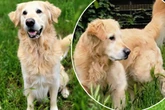Nach Beißvorfall im Tierheim: Jetzt hofft Golden Retriever Lenny auf eine zweite Chance
