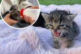 Mutter hat sie verstoßen: Kitten werden mit der Flasche aufgezogen
