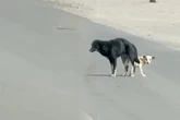 Als Paar sieht, wie Hunde auf der Straße zusammenhängen, trifft es eine herzzerreißende Entscheidung