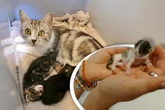 Katzenbabys in Not: Findet dieser tragische Fall ein Happy End?