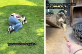Frau findet streunende Katze: Bis das Tier Vertrauen fasst, ist es ein langer Prozess