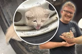 Katzenbaby steckt in Felge fest: Yodas Rettung lässt Herzen schmelzen