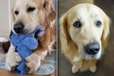 Frau hat Sorge, dass Golden Retriever Kuscheltier nur zerbeißt: Kurz darauf schmilzt sie dahin
