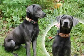 Kaum ein Jahr alt, schon muss Pauli sein Bündel packen: Findet der Labrador sein Happy End?