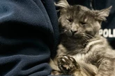 Katze zieht bei Polizei ein: Bleibt der Schmusetiger nun dauerhaft bei den Beamten?