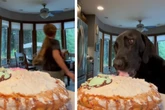 Tochter glasiert leckeren Kuchen: Labrador nutzt umgehend seine Chance