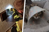 Kater begibt sich auf gewagtes Abenteuer: Kurz darauf geht es um Leben und Tod