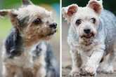 Tapferes Yorkshire-Terrier-Duo: Vater und Sohn suchen ruhiges Zuhause