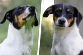 Mini-Mischling entging nur knapp dem Tod: Ist Angi der richtige Hund für Dich?