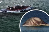 Wann platzt Timmy? Walkadaver vor Anholt ist extrem aufgebläht