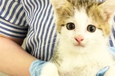Katzenbaby beim Papiermüll löst Such-Aktion der Polizei aus