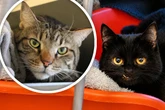 Katzen-Paar verliert Besitzer: Was wird nun aus Fritz und Frida?