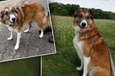 Hund findet endlich sein Glück, doch nach wenigen Jahren ist alles schon wieder vorbei