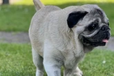 Mops-Oma Schnute kann weder gut sehen noch hören: Wer schenkt ihr trotzdem ein Happy End?