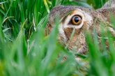 Hasen bei Mäharbeiten verletzt: Polizei tötet Tiere und ermittelt gegen Landwirt